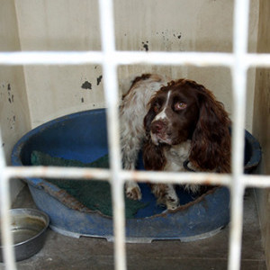 Spaniel på Ashton Dog Pound.