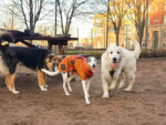 Hälsningar från Laika