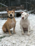 Hälsningar från Cash och Lily