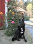 Hälsningar från Daisy