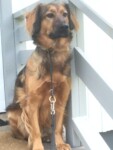 Hälsningar från Scooby