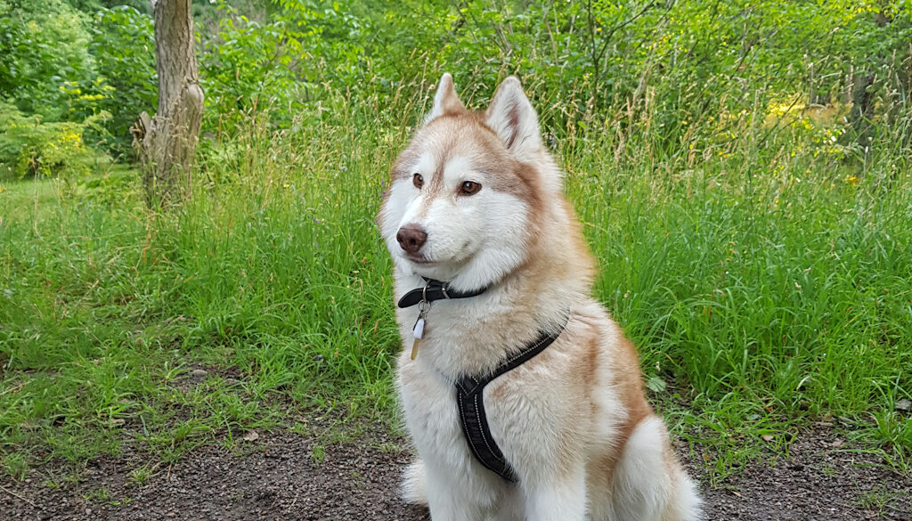 Hälsningar från Laska