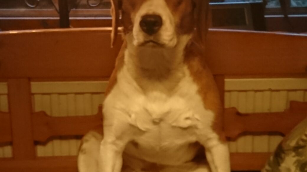 Hälsning från Lucy (numera Lissie)