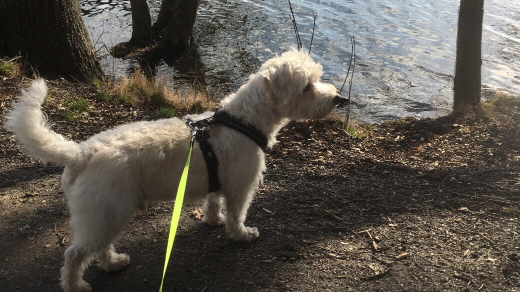 Hälsning från Buster