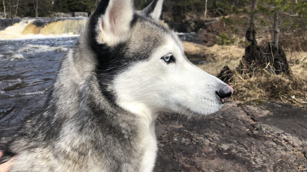 Hälsning från Sasha