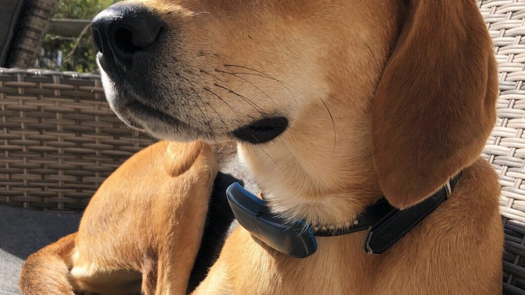 Hälsning från Libby