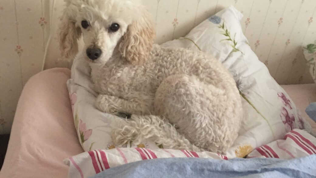 Hälsning från Martin