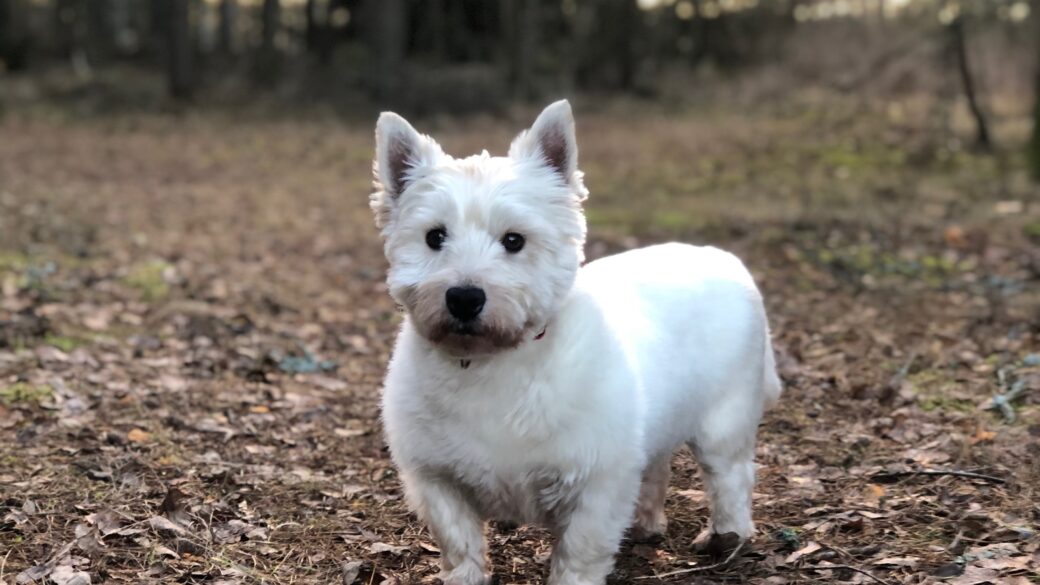 Hälsning från Rocky