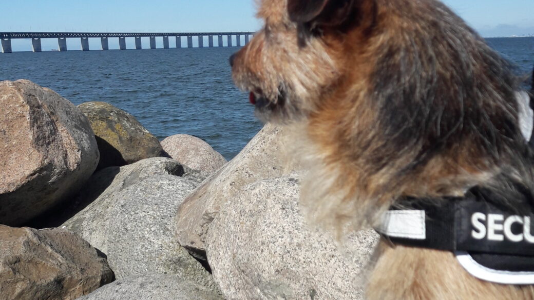 Hälsning från Sammy