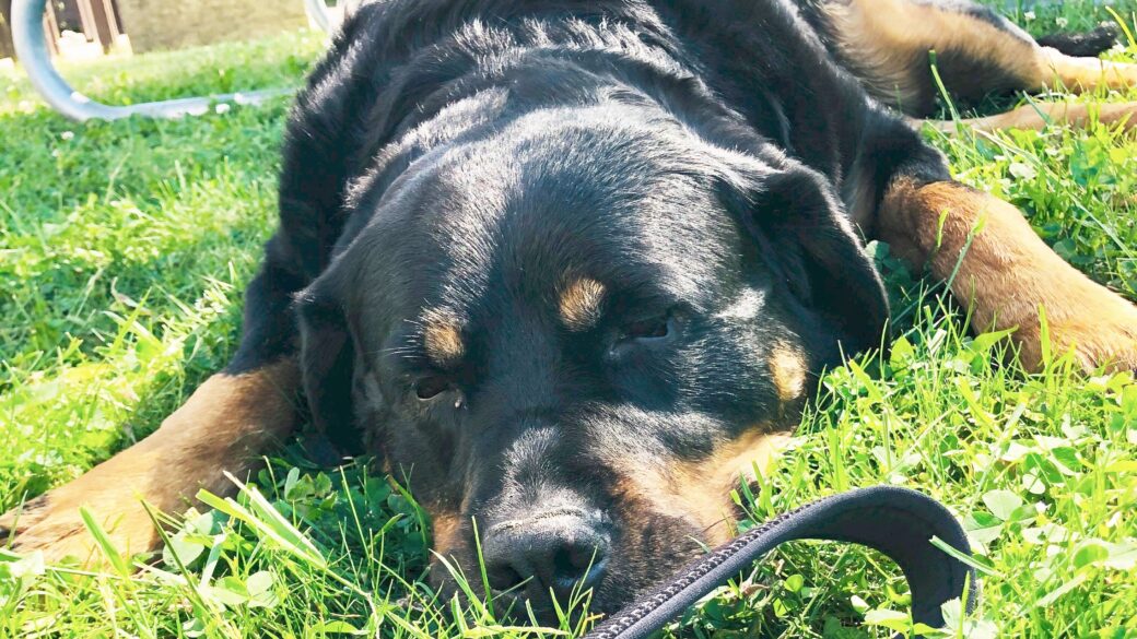 Hälsning från Hailey (f.d. Jordan)