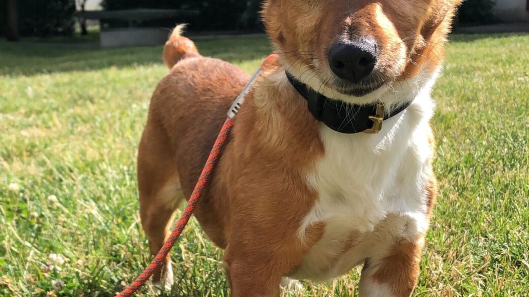 Hälsning från Peanut