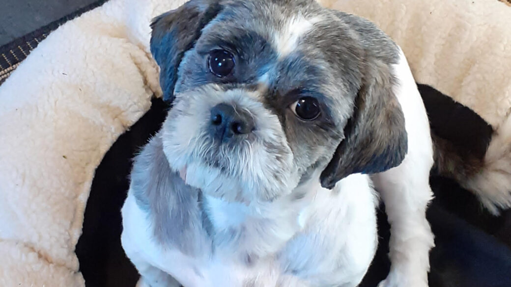 Hälsningar från Juno