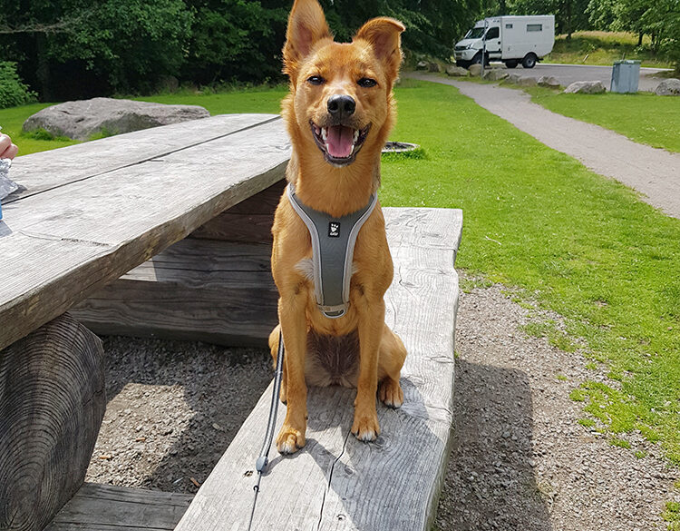 Hälsningar från Sheba