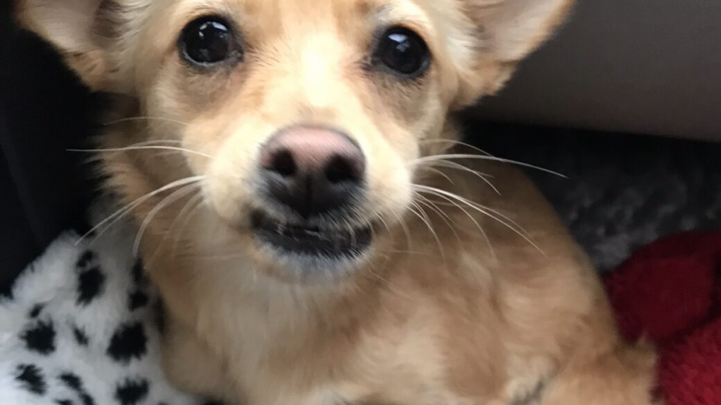 Hälsningar från Koda (fd Polly)