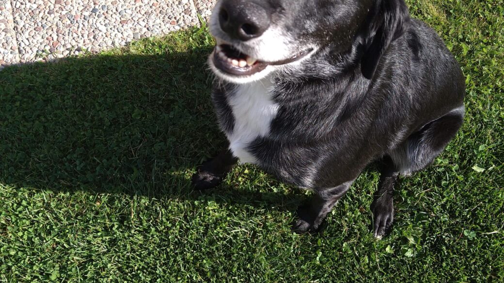 Hälsningar från Toby (Benji)