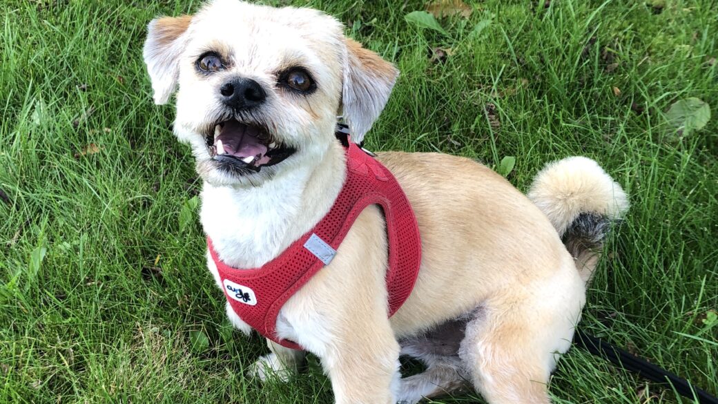 Hälsningar från Algot