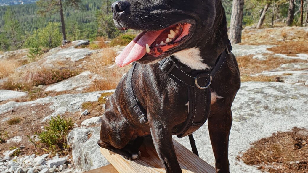 Hälsningar från Pearl