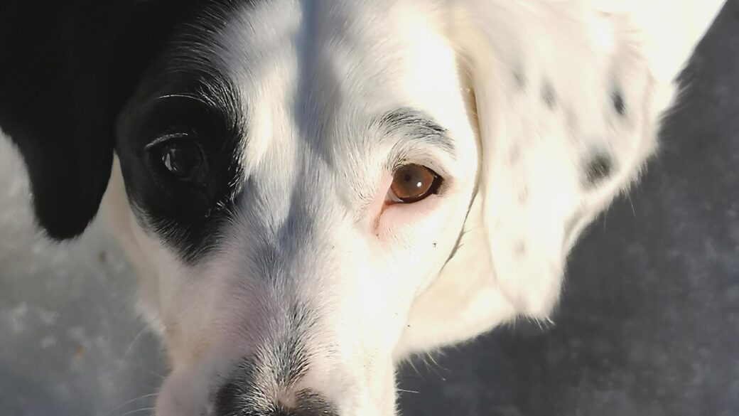 Hälsningar från Bentley Boy