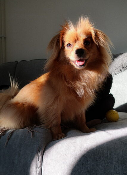 Hälsningar från Thibo (fd Mr Pom Pom)