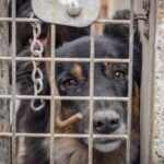 Insamling av foder och filtar till hundar i Polen
