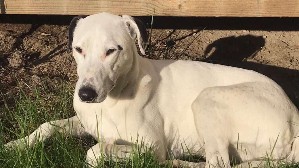 Hälsningar från Lottie