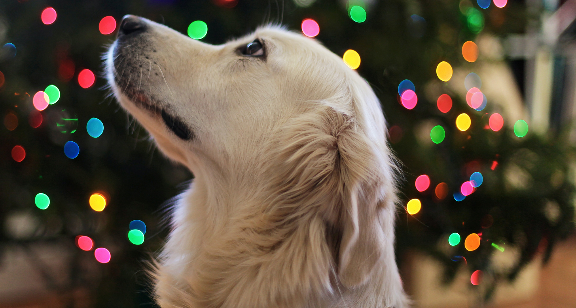 blyant enhed Uventet Förbered dig och din hund inför nyår och smällare | Hundar Utan Hem