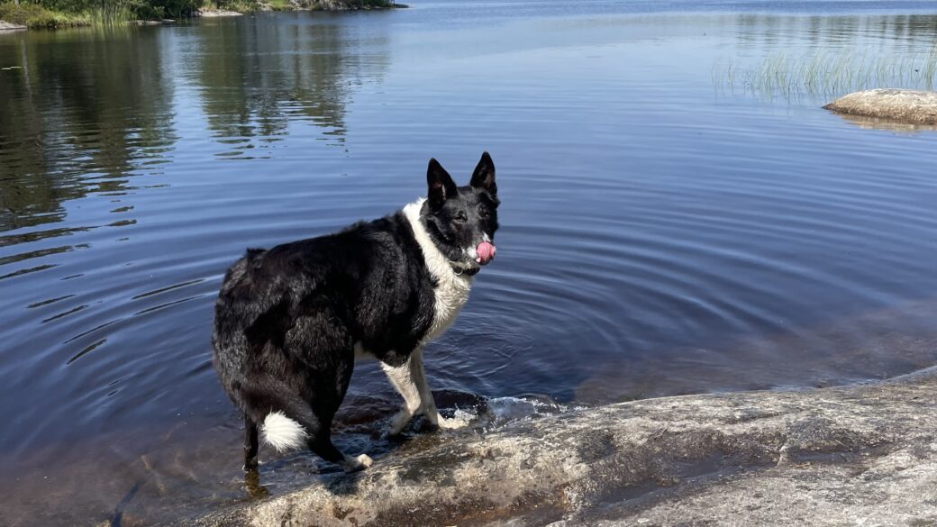 Hälsningar från Zack