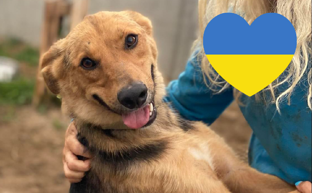 Ukrainska hundar söker hem