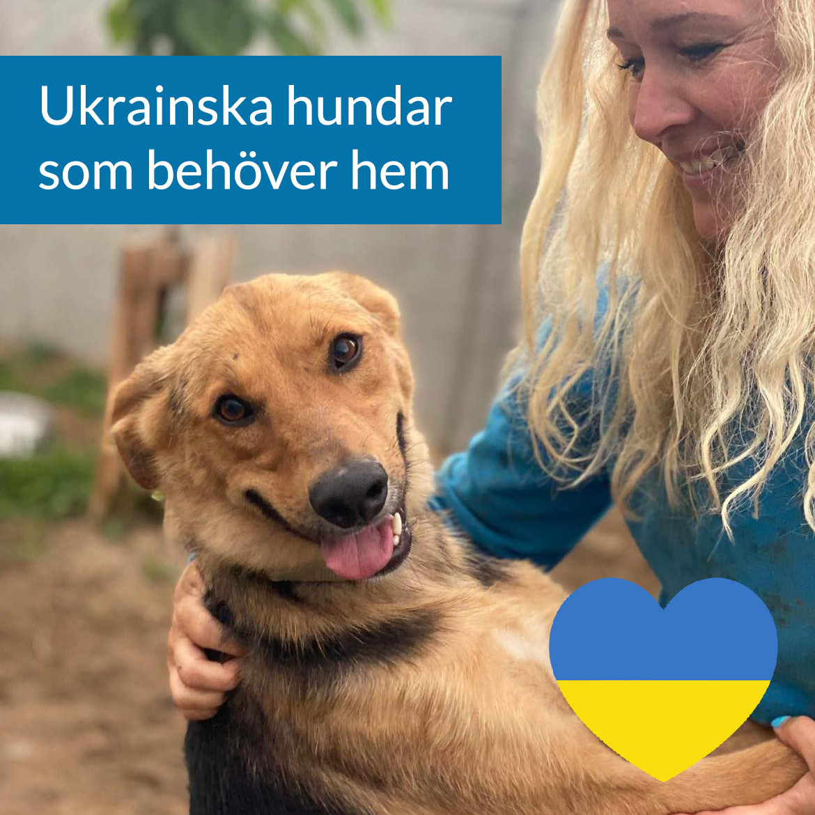Ukrainska hundar som behöver hem