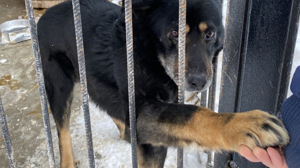 Hundar Utan Hem söker Samarbetsansvarig – Polska shelters