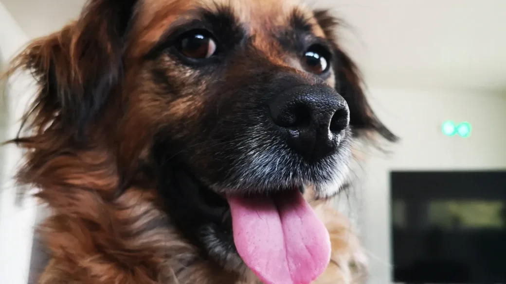 Hälsningar från Alice