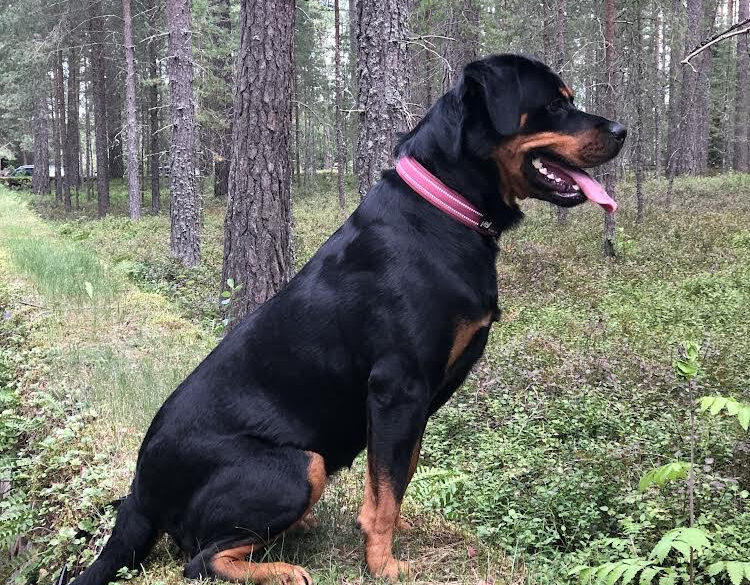 Hälsningar från Juni (fd June)