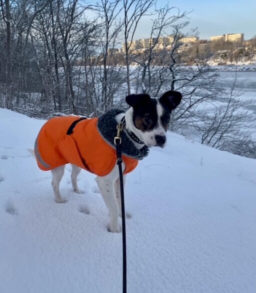 Hälsningar från Lucy