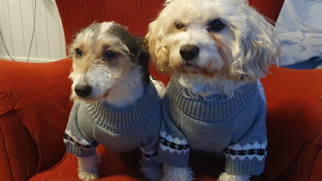 Hälsningar från Olivia och Fionn
