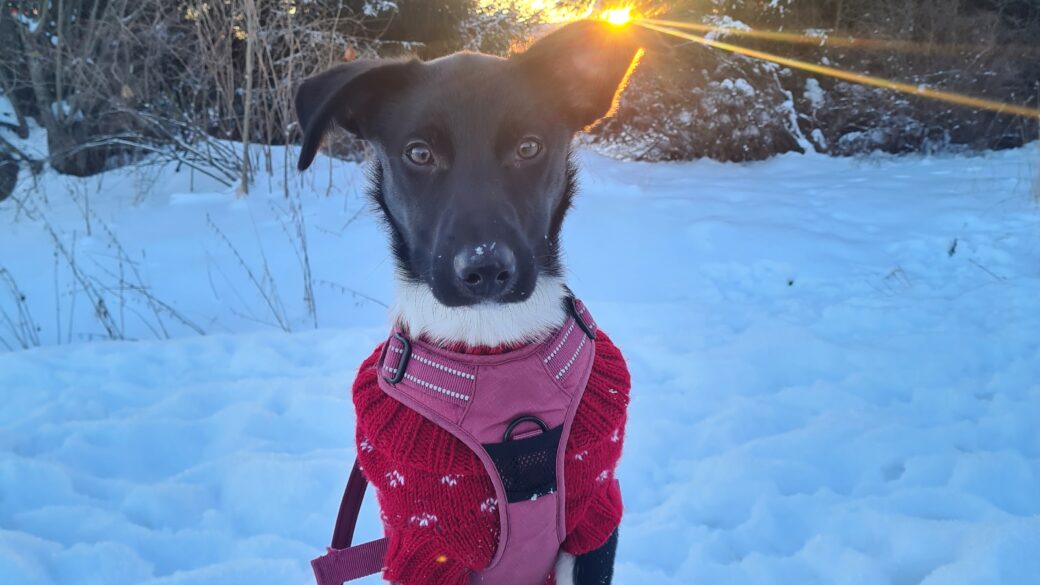 Hälsning från Sky (fd Millie)