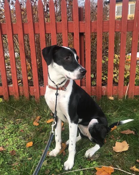 Hälsingar från Bella