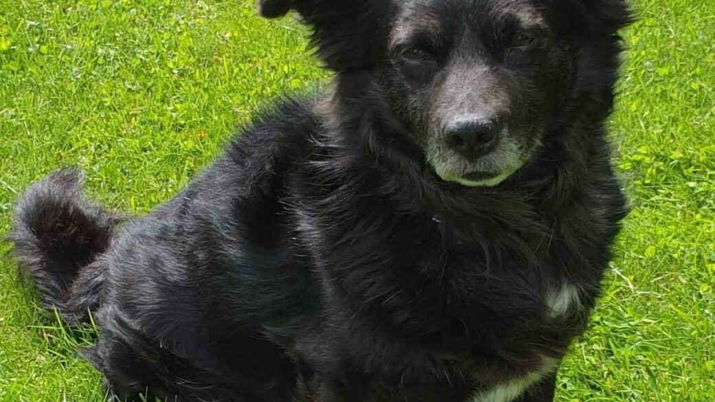 Hälsningar från Gizmo