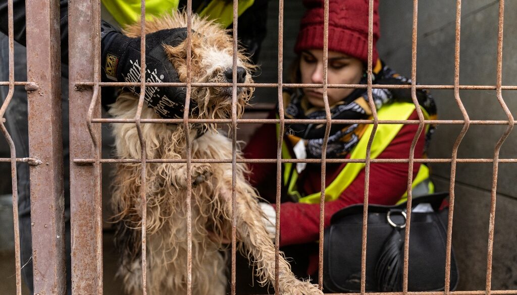 En veterinär kontrollerar en tovig och smutsig hund bakom ett galler