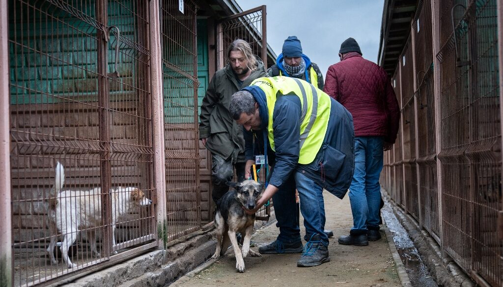 Fyra volontärer på en small grusgång mellan långa rader av gallerburar har precis hjälpt en hund ur en bur