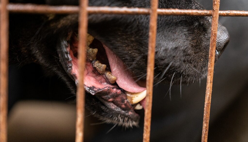 En hundnos i närbild med tänder fyllda av brun tandsten
