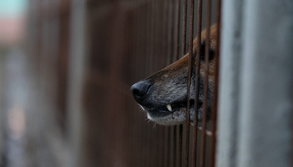 En hundnos sticker ut från ett galler, som fortsätter långt in i den suddiga bakgrunden