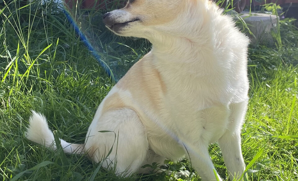 Hälsningar från Cloé