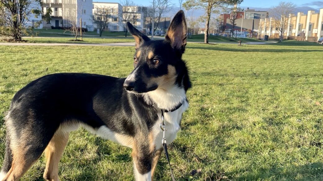 Hälsningar från Frasse