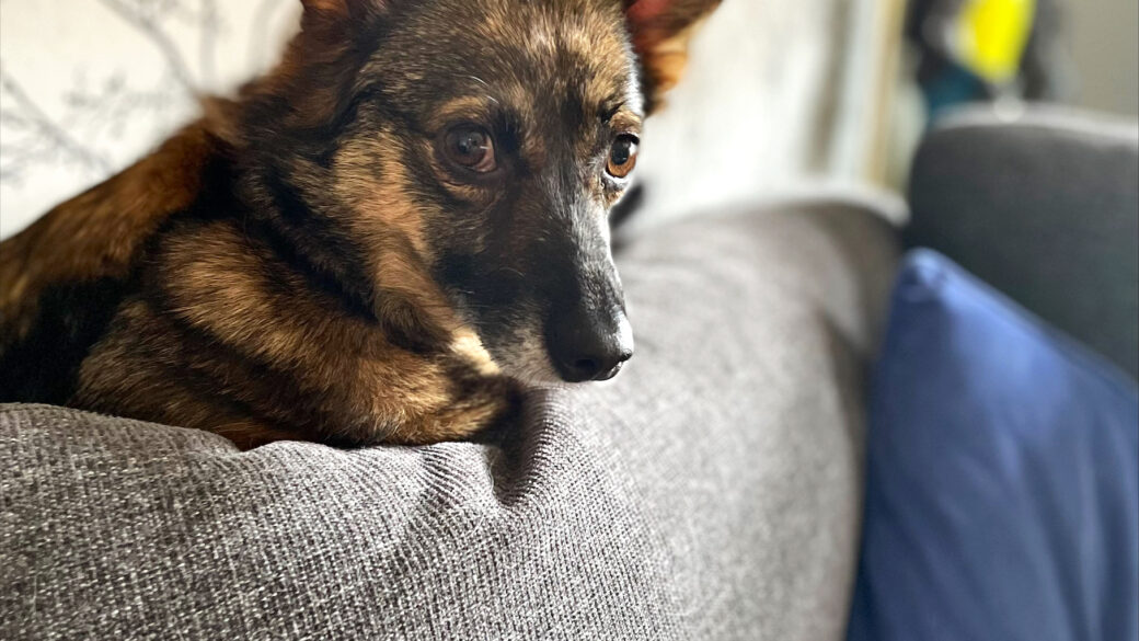 Hälsningar från Malwa (Henia)