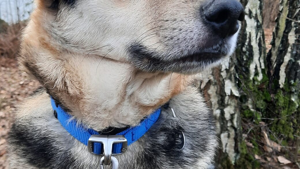 Hälsningar från Mezzo