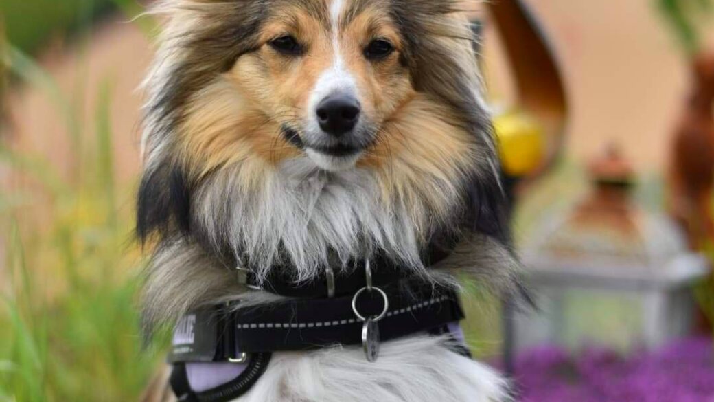 Hälsningar från Nellie