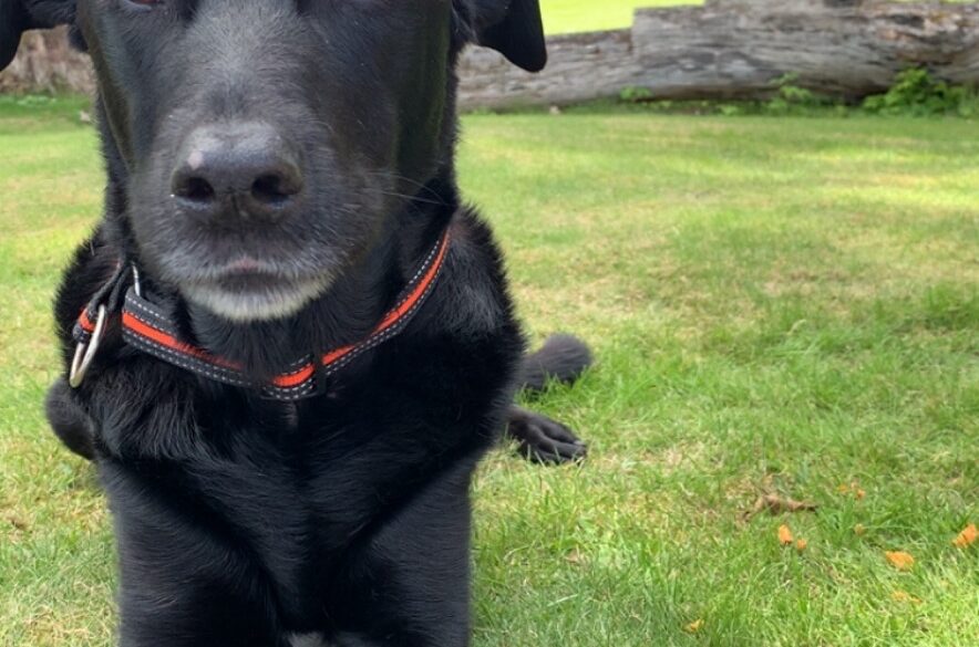 Hälsningar från Sigge