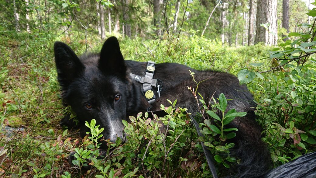 Hälsningar från Ted