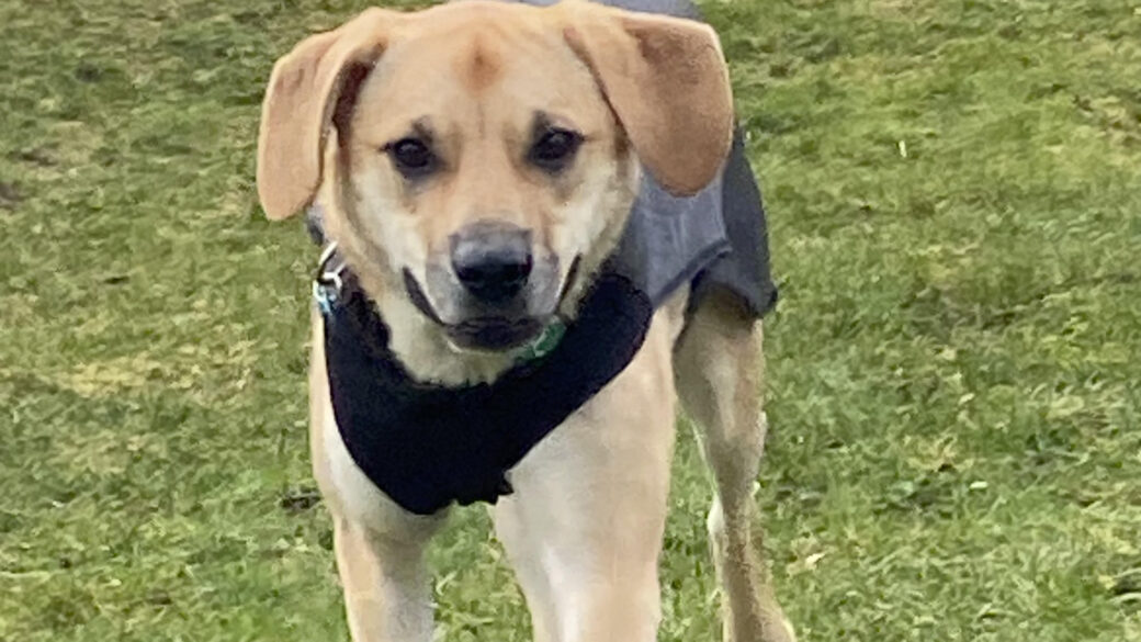 Hälsningar från Sammy