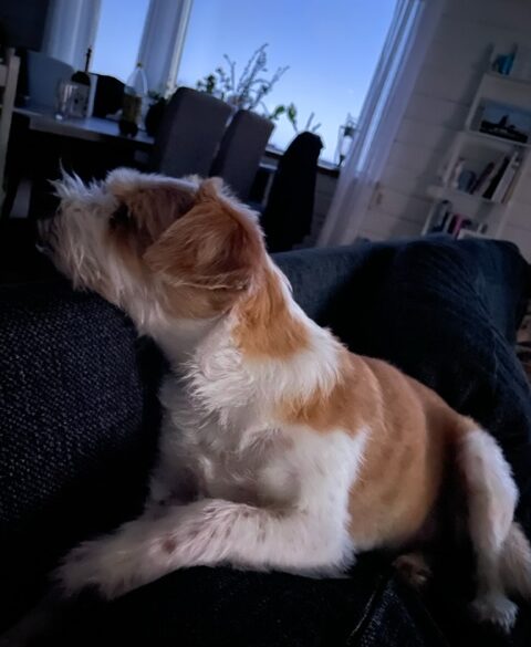 Hälsningar från Joey